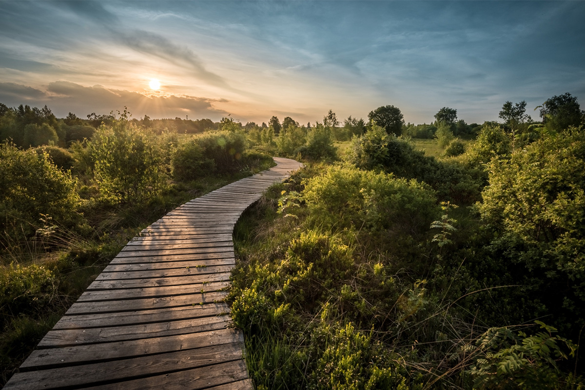 Holzweg im Grünen - Climate Partner