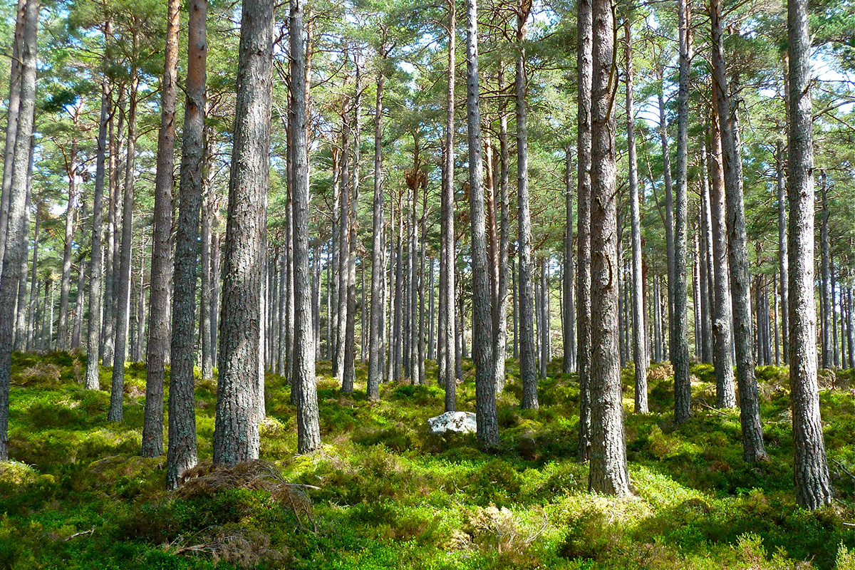 Blick in den Nadelwald