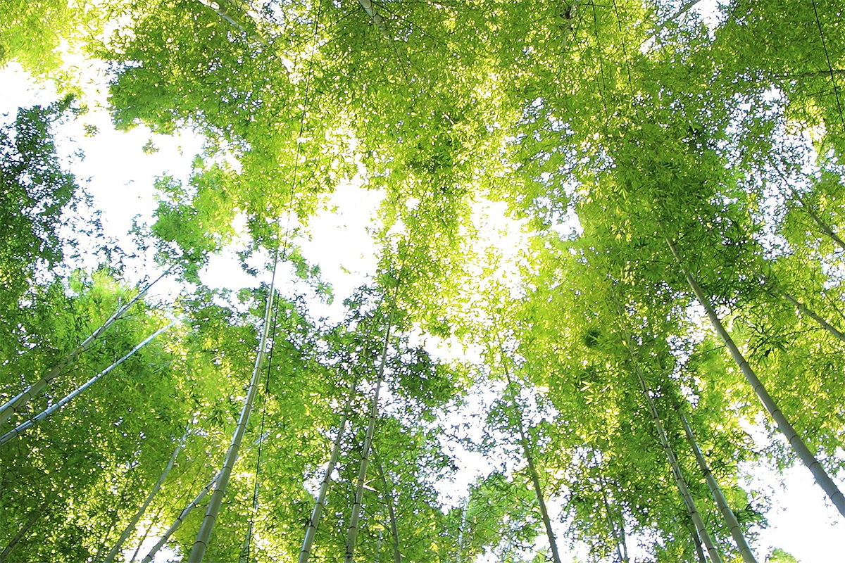 Blick in die Baumkrone für verantwortliche Waldbewirtschaftung