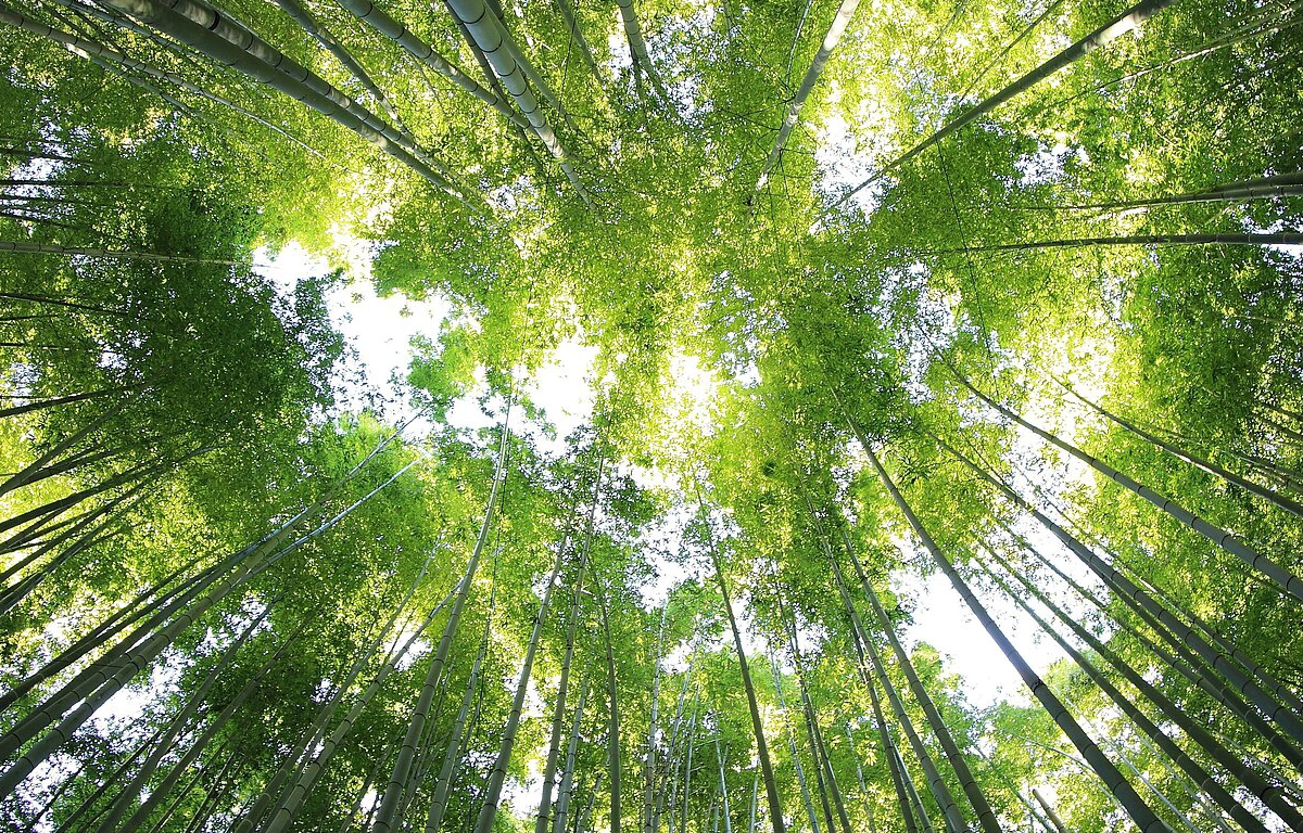 BOXSYS Natur Blätter Bäume Wald