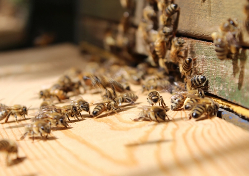 BOXSYS Bienen